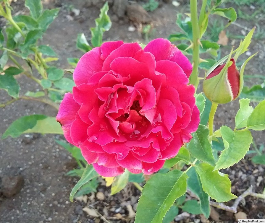 'Red Talisman' rose photo