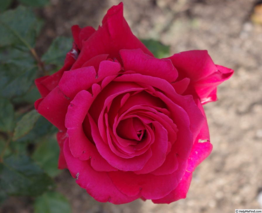 'Albert Via ®' rose photo