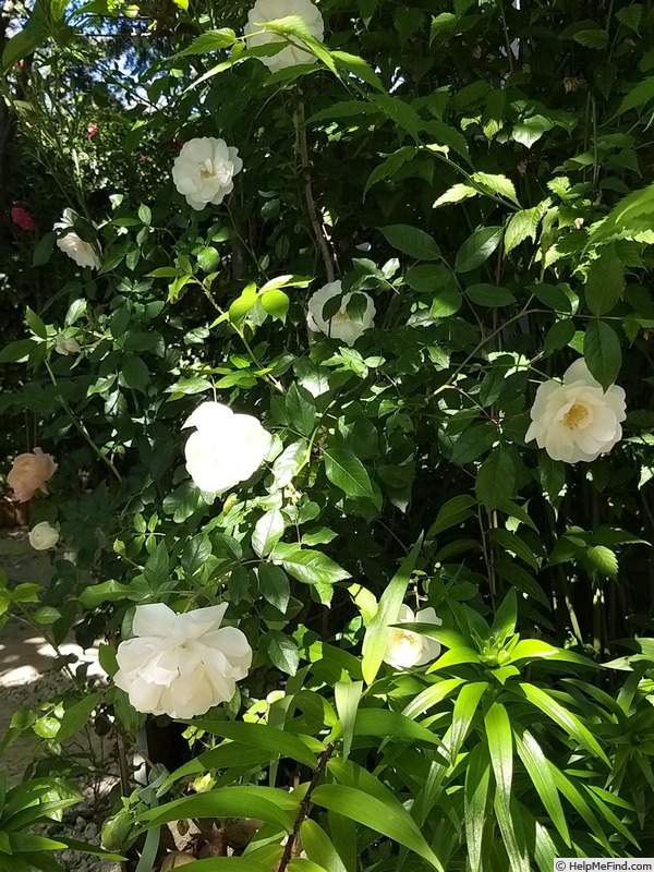 'Iceberg (floribunda, Kordes 1958)' rose photo