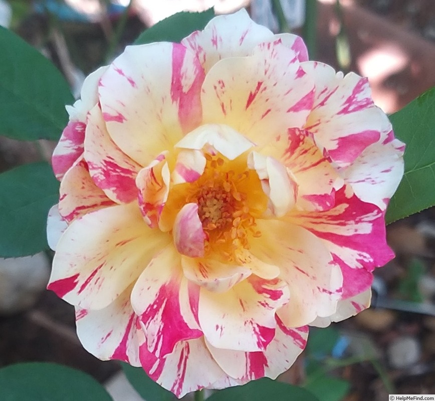 'Maurice Utrillo ™' rose photo