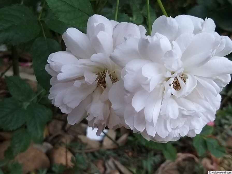 'Lady Salisbury' rose photo