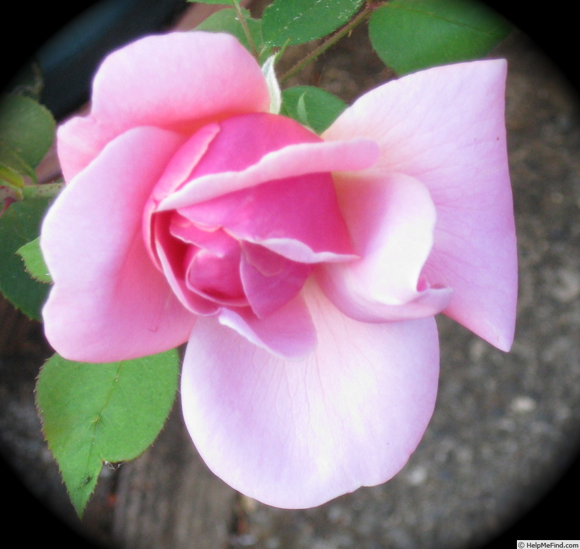 'Captain Philip Green' rose photo