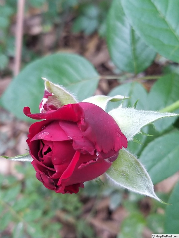 'Ingrid Bergman ®' rose photo