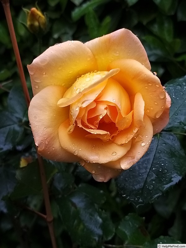 'Isabelle Joerger' rose photo