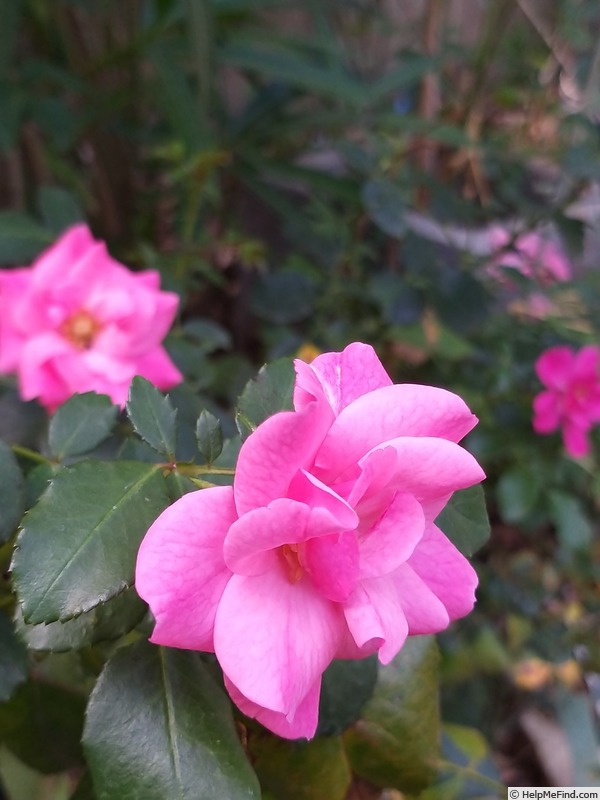 'Mirato ® (shrub, Evers/Tantau, 1990)' rose photo
