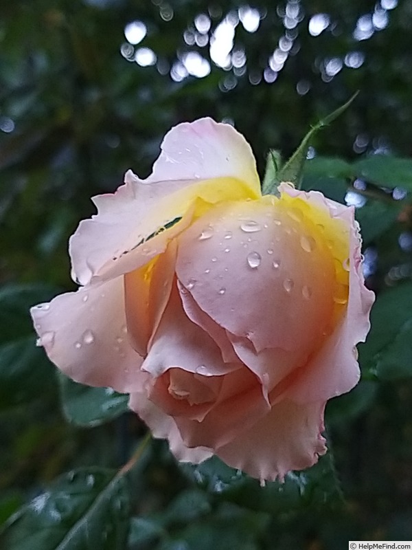 'Jalitah' rose photo