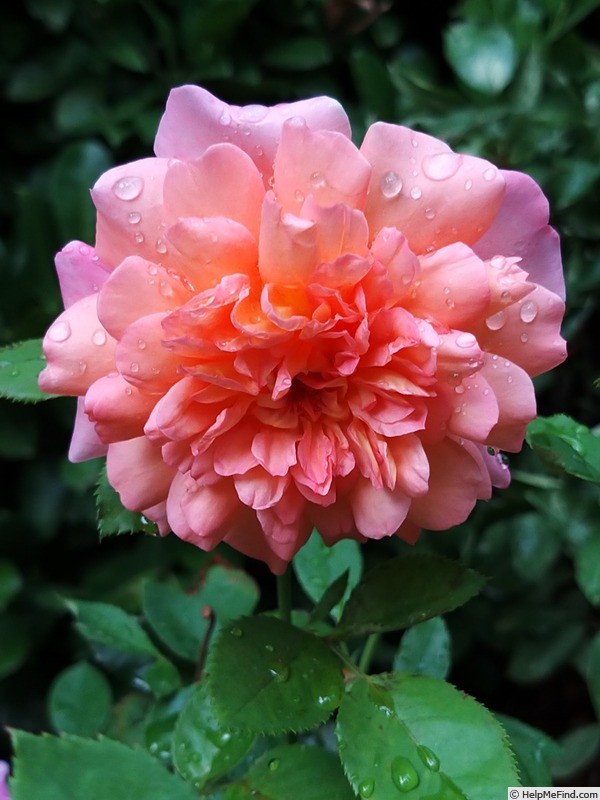 'Jardin d'Entêoulet ®' rose photo