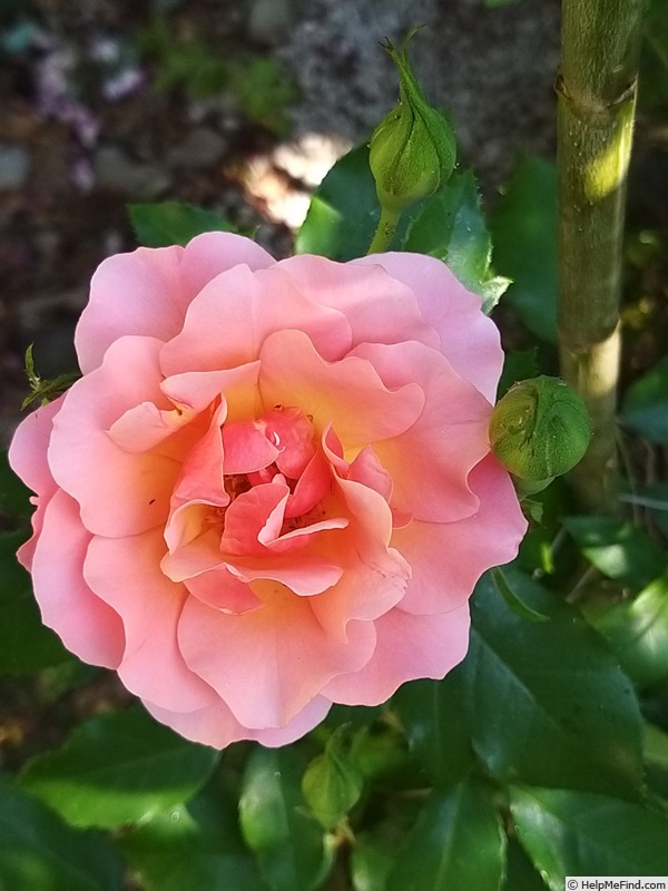 'Jean Cocteau ®' rose photo