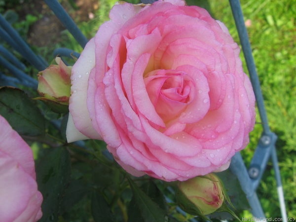 'Pierre de Ronsard ®' rose photo