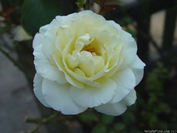 'Mt. Hood' rose photo