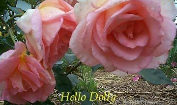 'Hello Dolly' rose photo