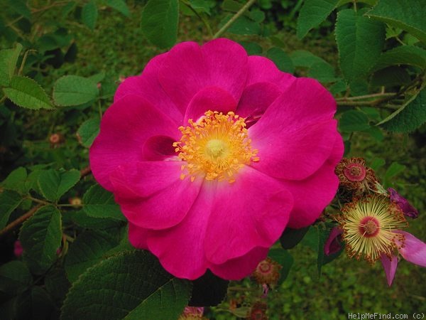 'La Belle Sultane' rose photo