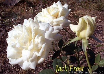 'Jack Frost (floribunda, Jelly, 1962)' rose photo