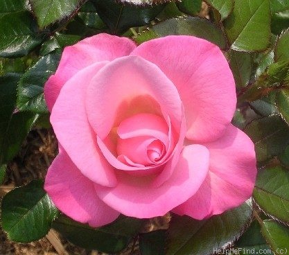 'Dream Pink' rose photo