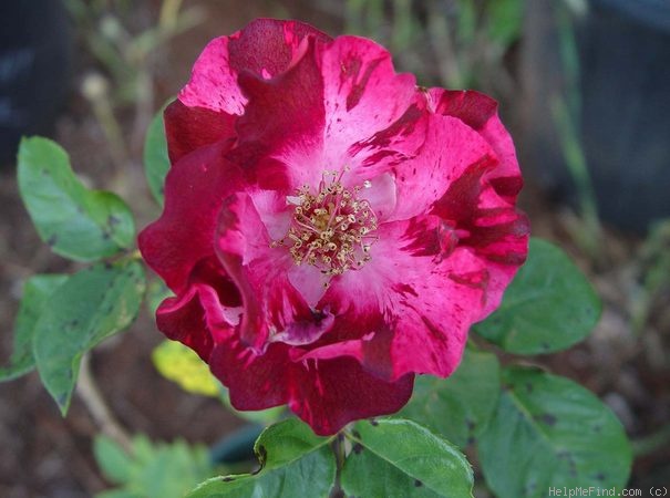 'Meindheert Hobbema' rose photo