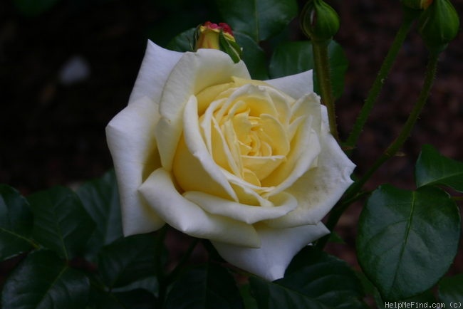 'Casino ®' rose photo