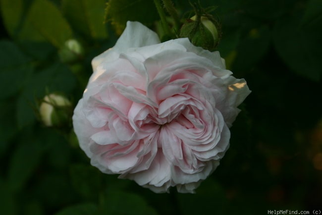 'Félicité Parmentier' rose photo
