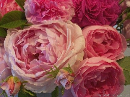 'Constance Spry' rose photo