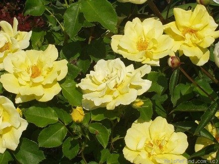 'Carefree Sunshine' rose photo
