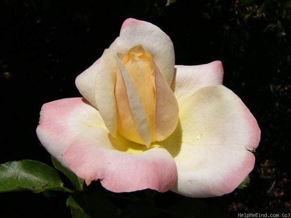 'Apricot Queen Elizabeth' rose photo