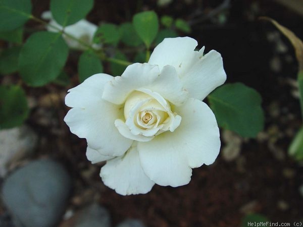 'Delicate Beauty' rose photo