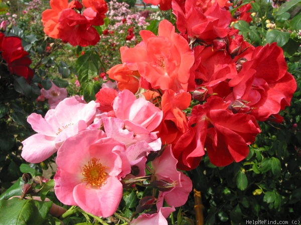 'Festival Pink ™' rose photo