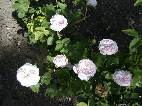 'Emotion (Hybrid Perpetual, Fontaine 1879)' rose photo