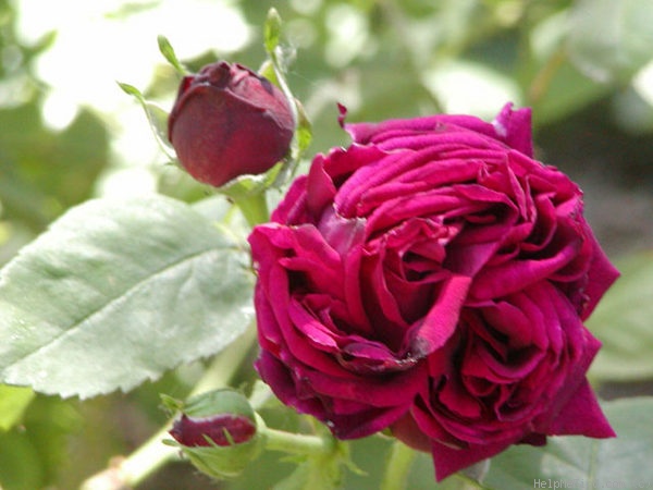 'Dr. Bretonneau' rose photo