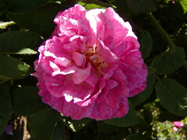 'Anacréon (gallica, Vibert, 1828)' rose photo
