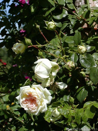 'Joseph Liger' rose photo