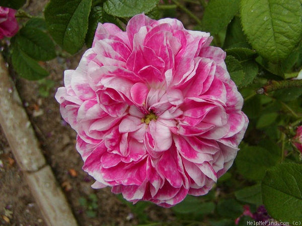 'La Maculée' rose photo