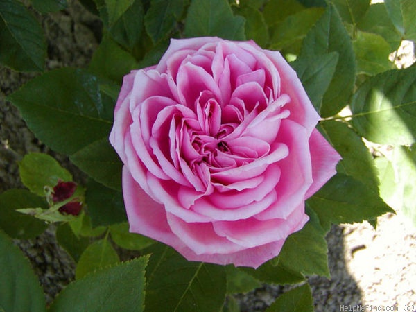 'Mademoiselle Thérèse Levet' rose photo