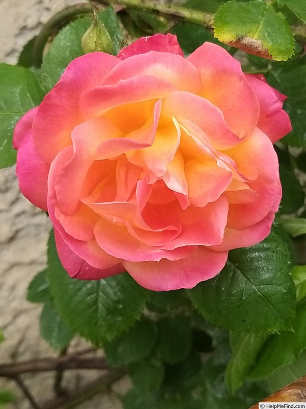 'Joseph's Coat' rose photo