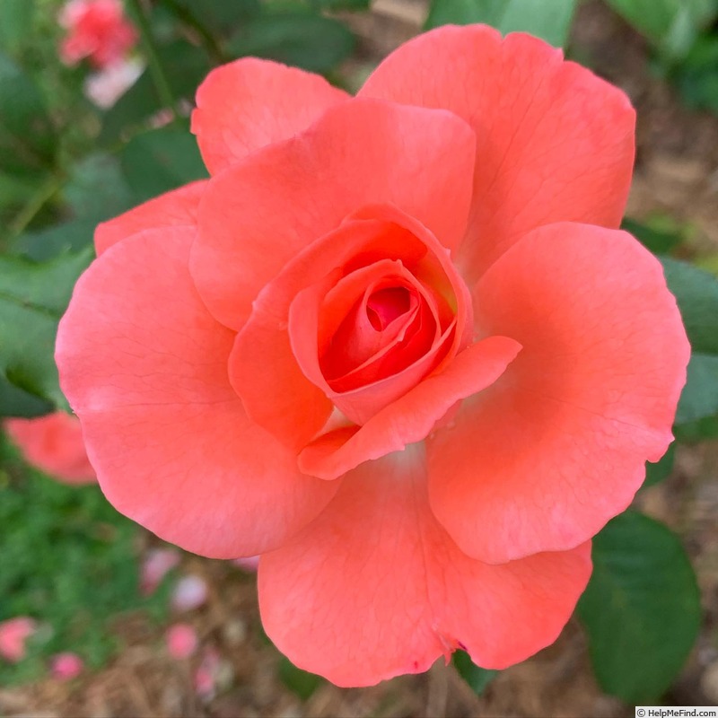 'Dickie' rose photo