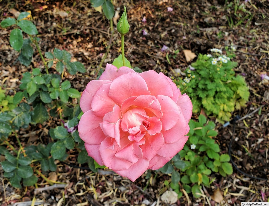 'The Chief' rose photo