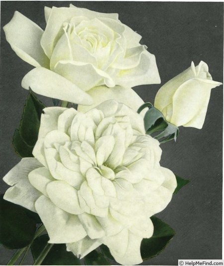 'Mrs. Francis King' rose photo