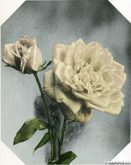 'Youth (hybrid tea, Cook 1935)' rose photo