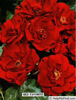 'Red Favorite' rose photo