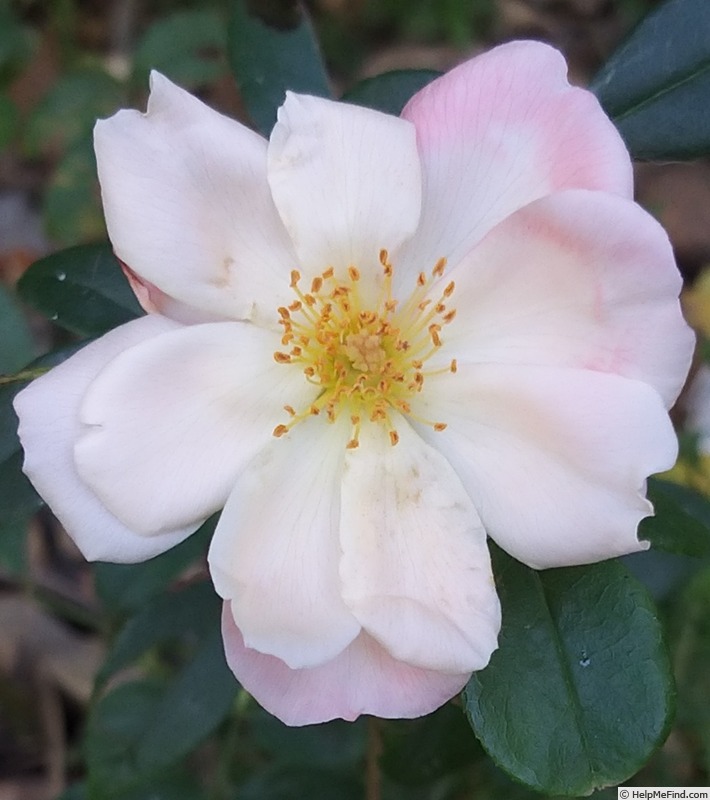 'Roseromantic ® (floribunda, Kordes, 2002/14)' rose photo