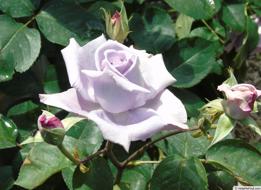 'Blue-Bijou' rose photo