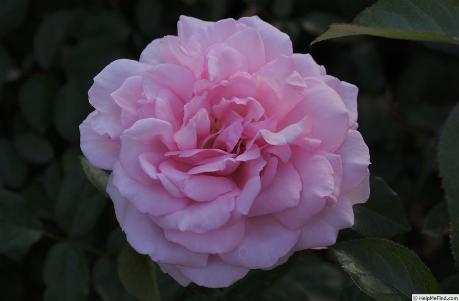 'Radox Bouquet' rose photo