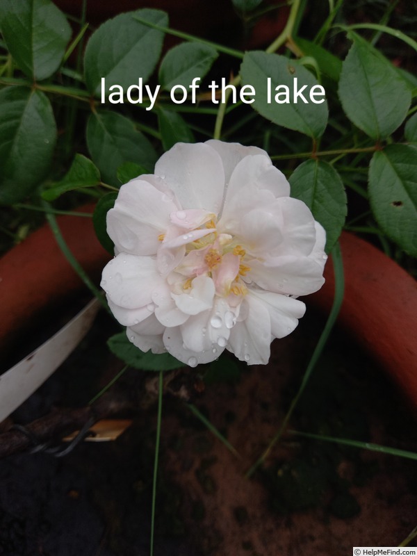 'The Lady of the Lake (rambler, Austin, 2014)' rose photo