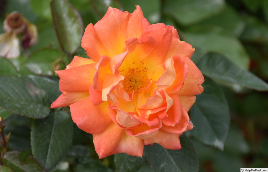 'Dame of Sark' rose photo