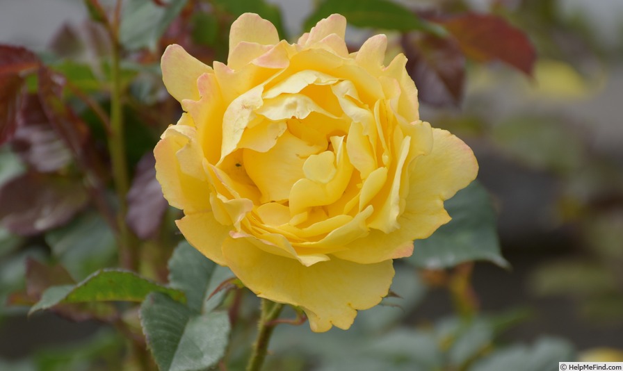 'Mountbatten' rose photo