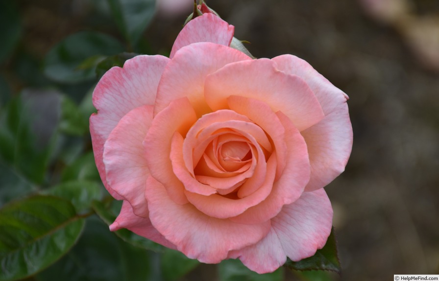 'Paul Shirville' rose photo