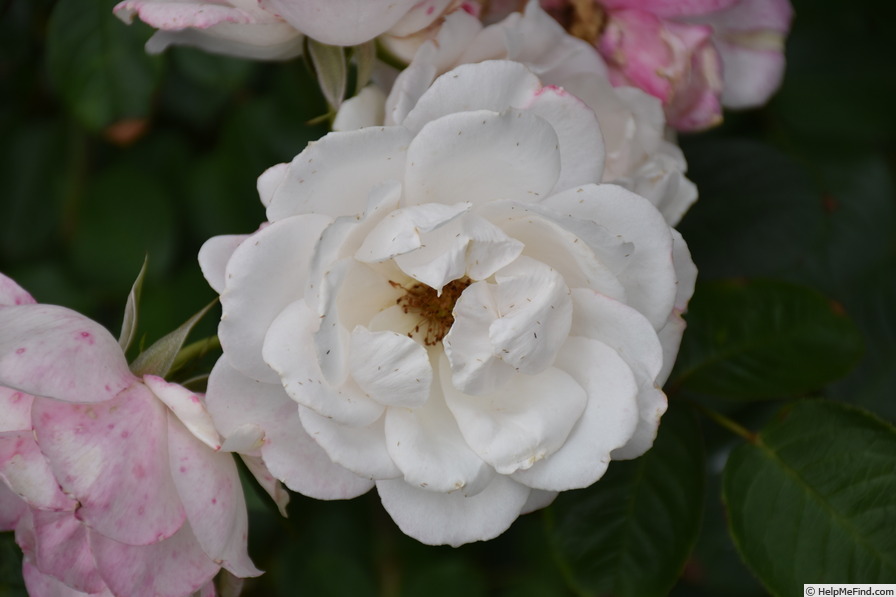 'Princess of Wales (floribunda, Harkness 1997)' rose photo