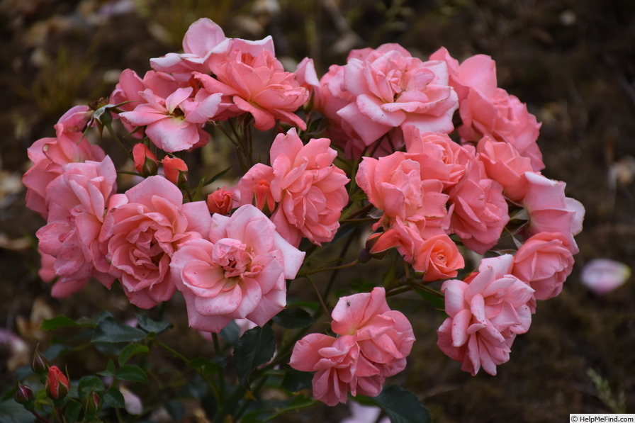 'Fascination ™ (floribunda, Olesen, 1989/95)' rose photo