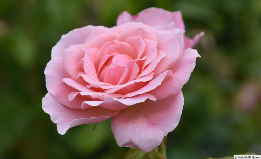 'Tickled Pink (floribunda, Fryer 2006)' rose photo
