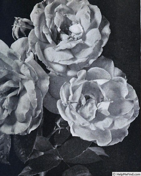 'Sonia (hybrid tea, Horvath, 1937)' rose photo
