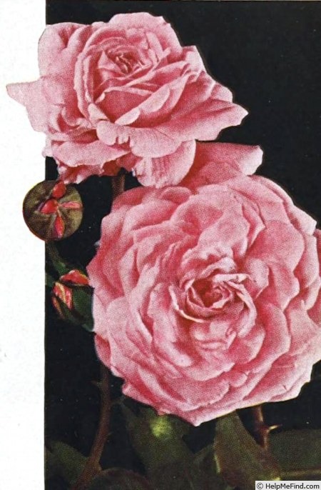 'Pink Profusion (Hybrid Setigera, Horvath, 1938)' rose photo